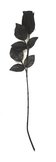Zwarte roos, zwarte stengel Halloween, 54 cm