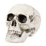 St. Skull Maxilla met beweegbare kaak (20 x 15 cm)